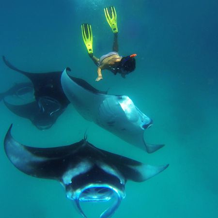 Hanifaru Transit Inn Dharavandhoo Exteriör bild