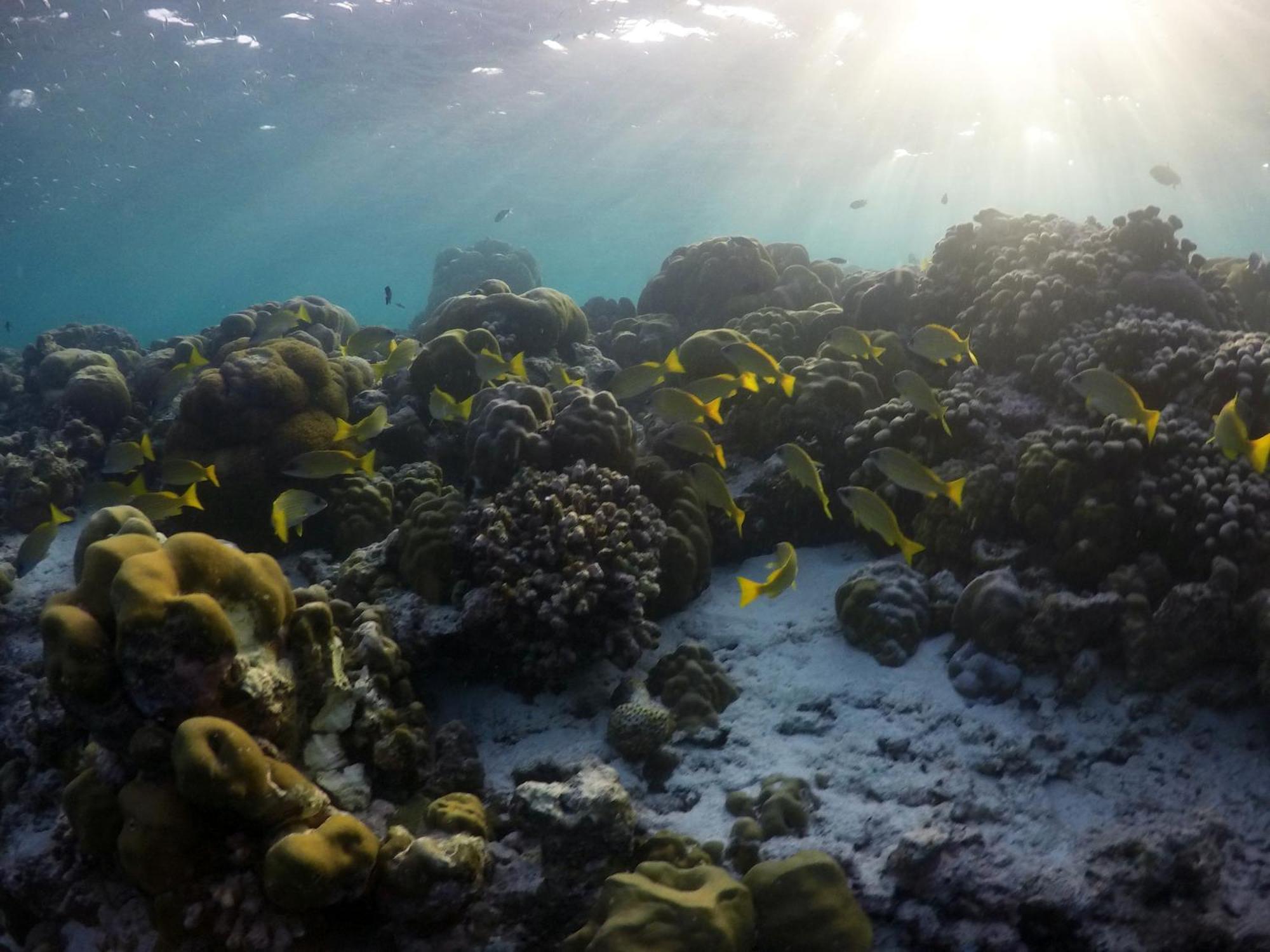 Hanifaru Transit Inn Dharavandhoo Exteriör bild
