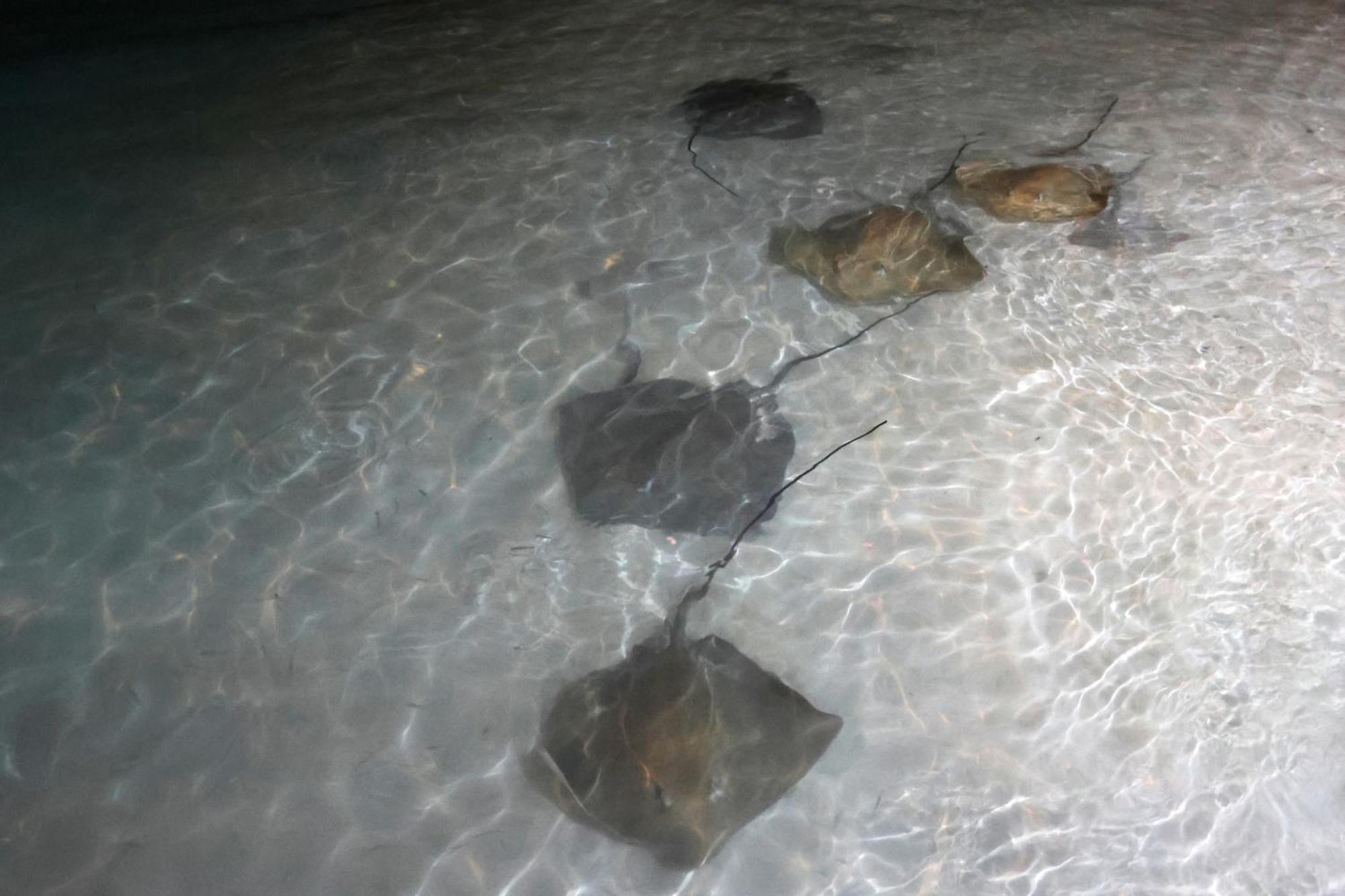 Hanifaru Transit Inn Dharavandhoo Exteriör bild