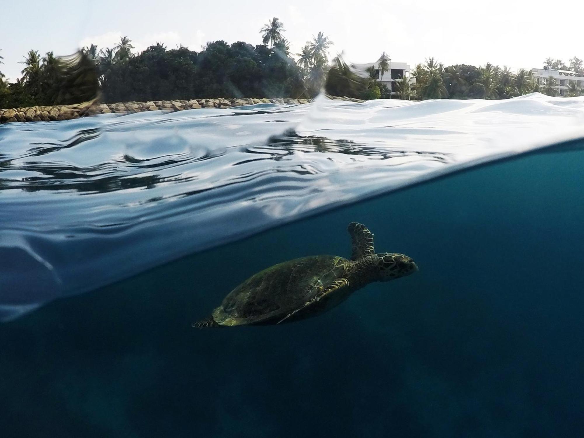 Hanifaru Transit Inn Dharavandhoo Exteriör bild