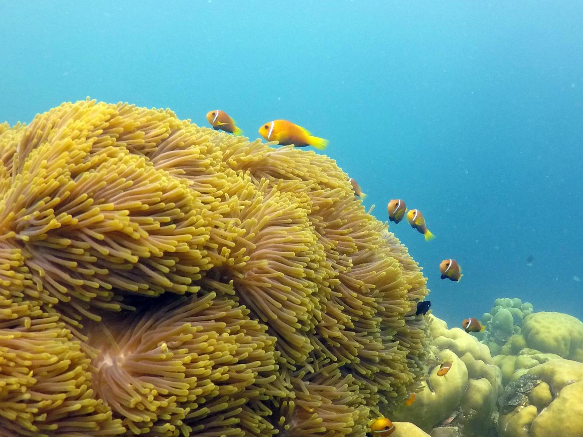 Hanifaru Transit Inn Dharavandhoo Exteriör bild