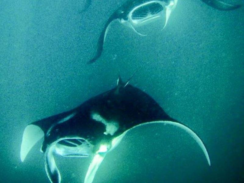 Hanifaru Transit Inn Dharavandhoo Exteriör bild